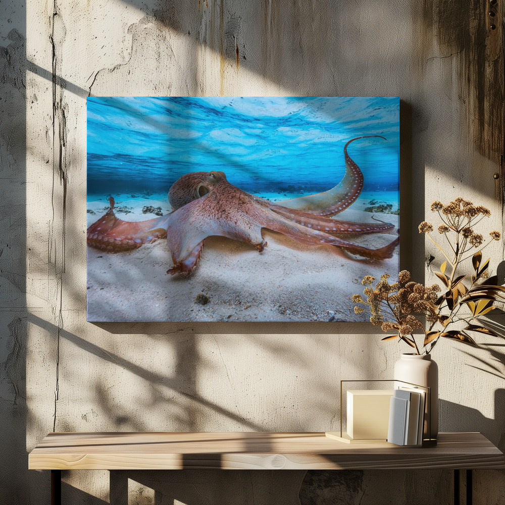 Octopus | Canvas