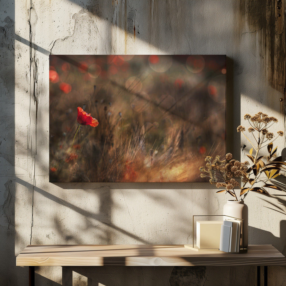 Poppy | Canvas