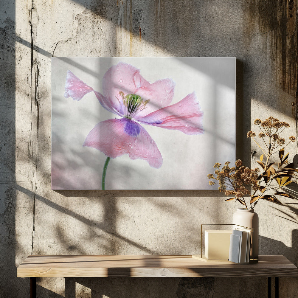 Pastel poppy | Canvas