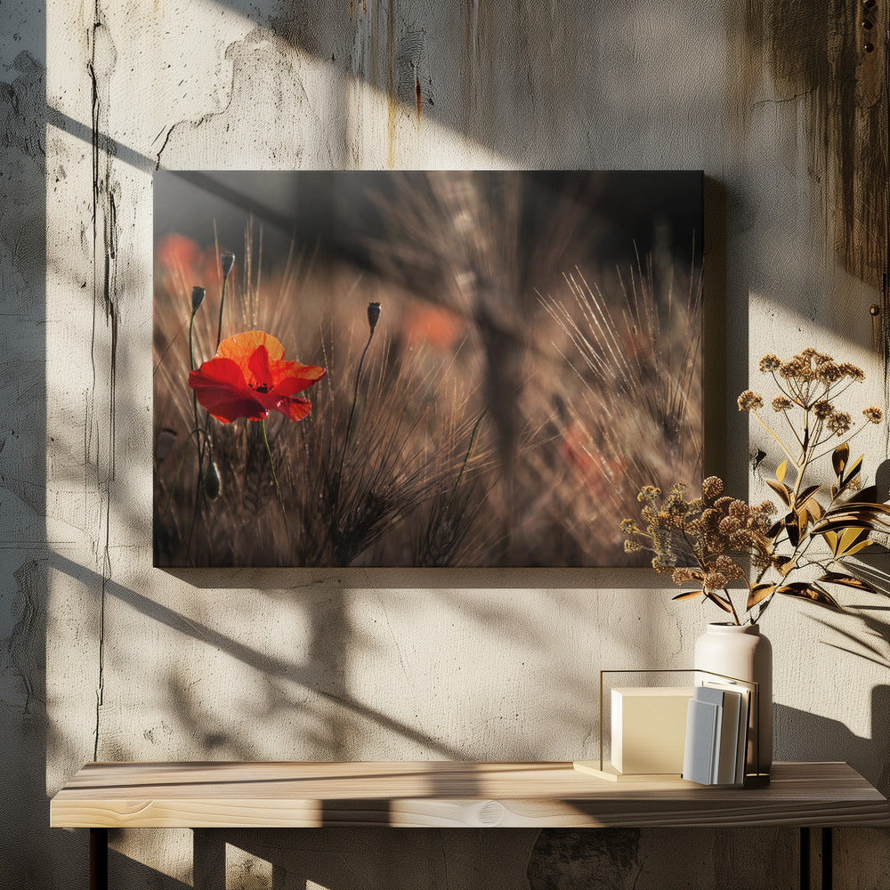 Poppy with corn | Canvas