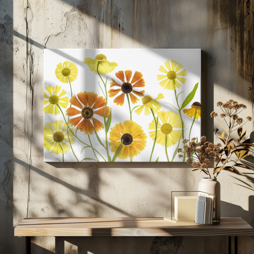 Helenium | Canvas