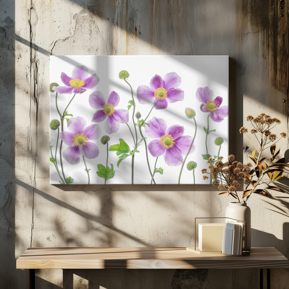 Anemone Japonica | Canvas