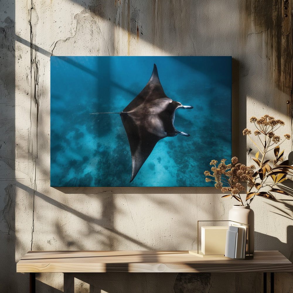 Manta fly!!! | Canvas