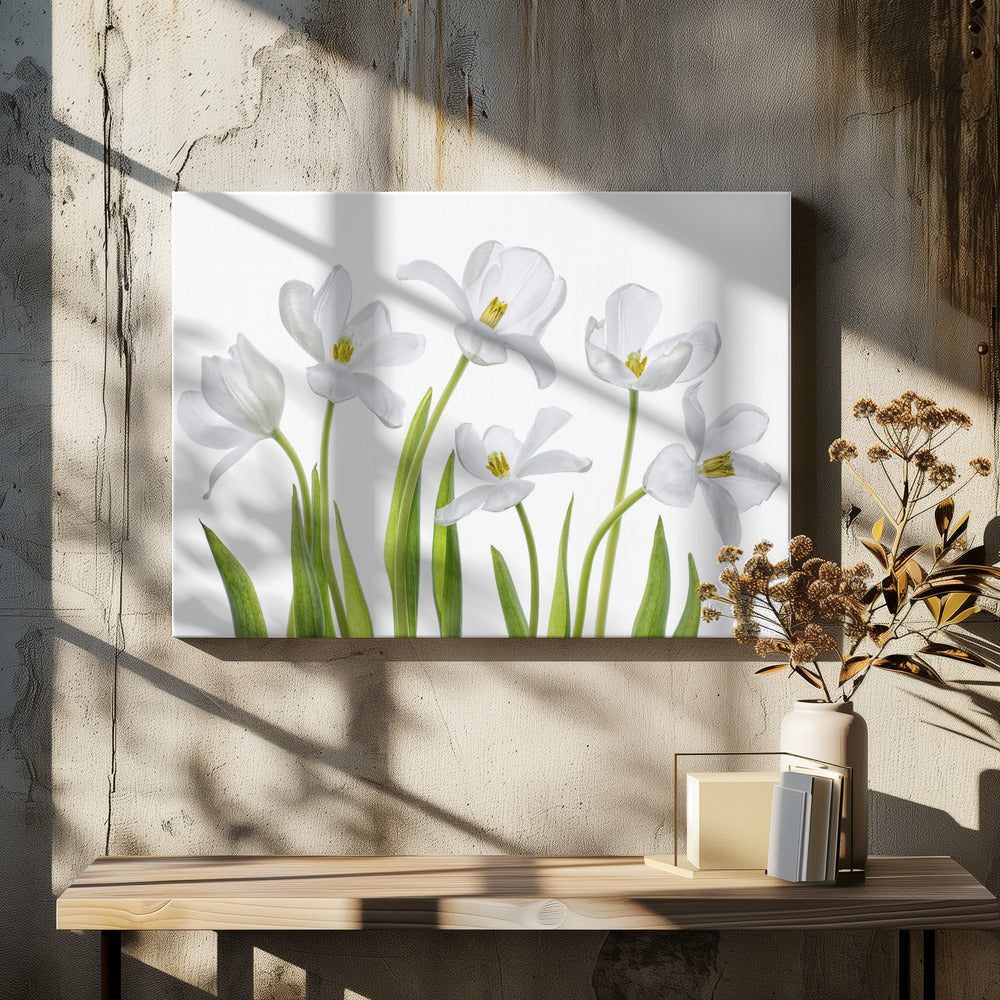 White Tulips | Canvas