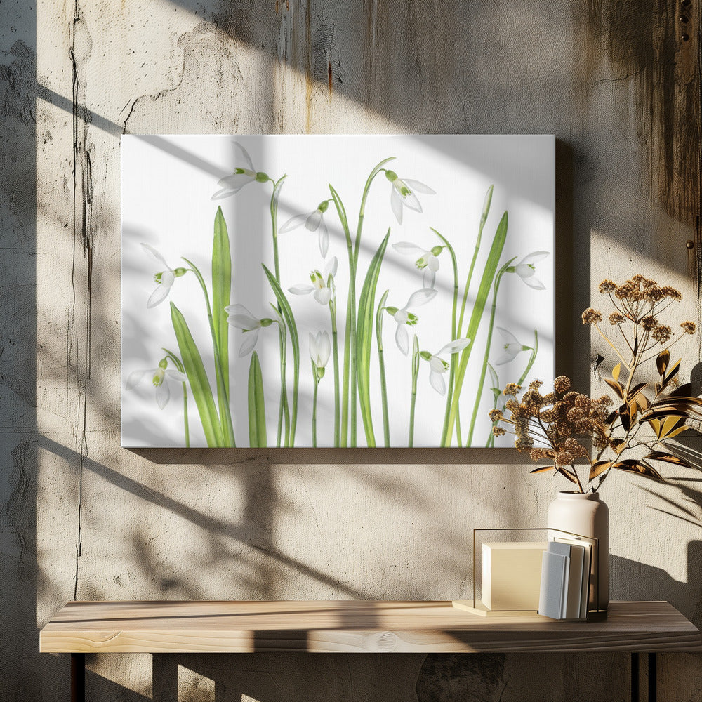 First Snowdrops | Canvas