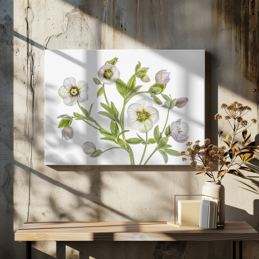 Hellebore | Canvas