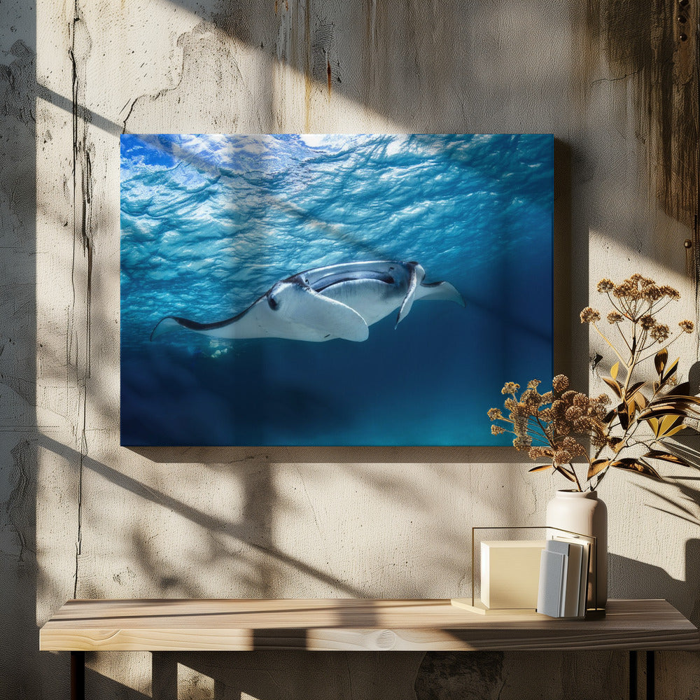 Manta ray | Canvas