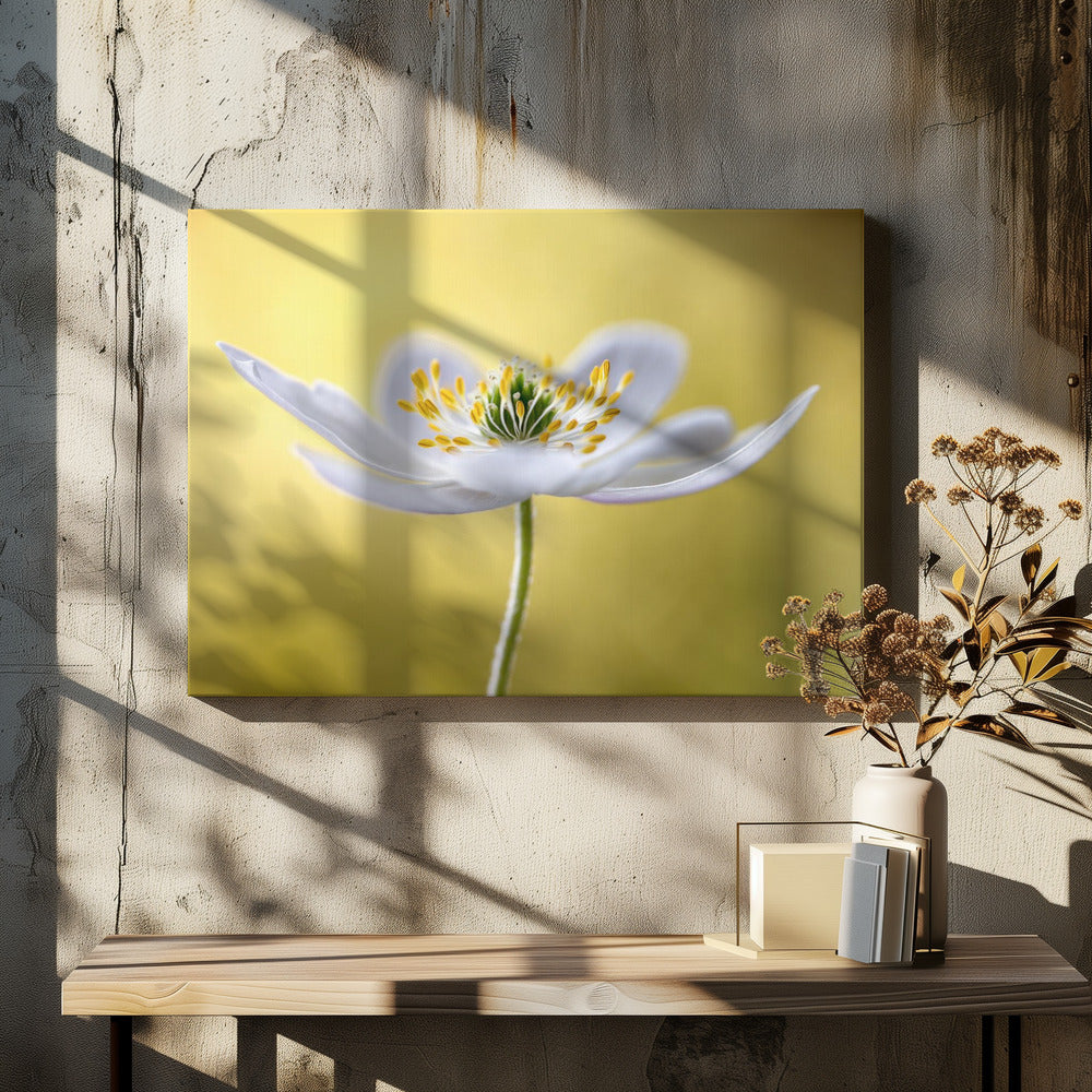 Wood Anemone | Canvas