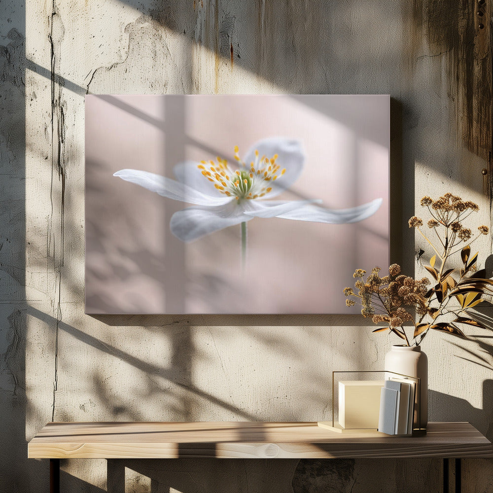 Anemone Nemorosa | Canvas