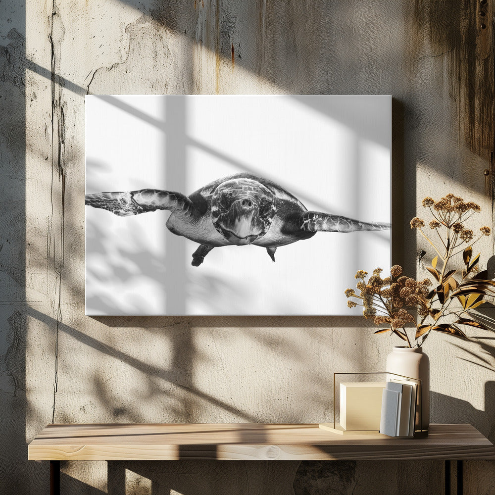 White and turtle | Canvas