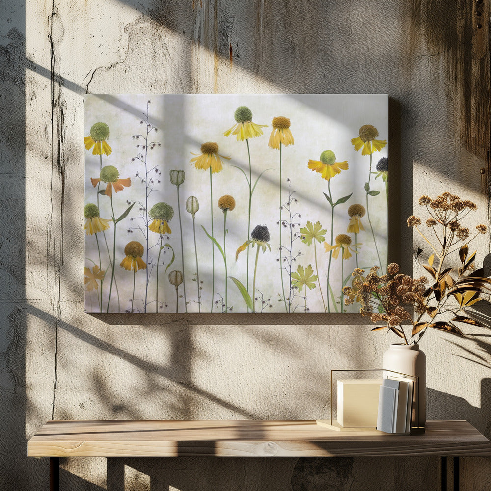 Helenium | Canvas