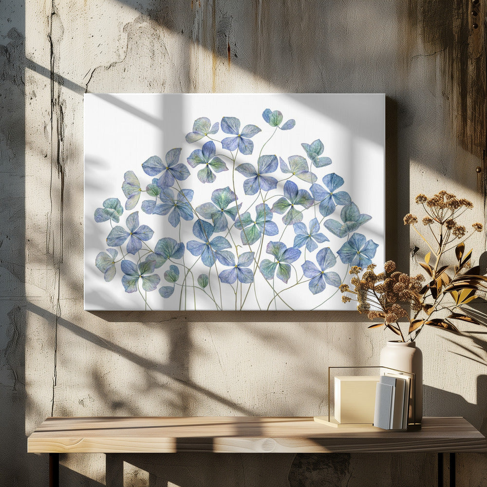 Hydrangea | Canvas