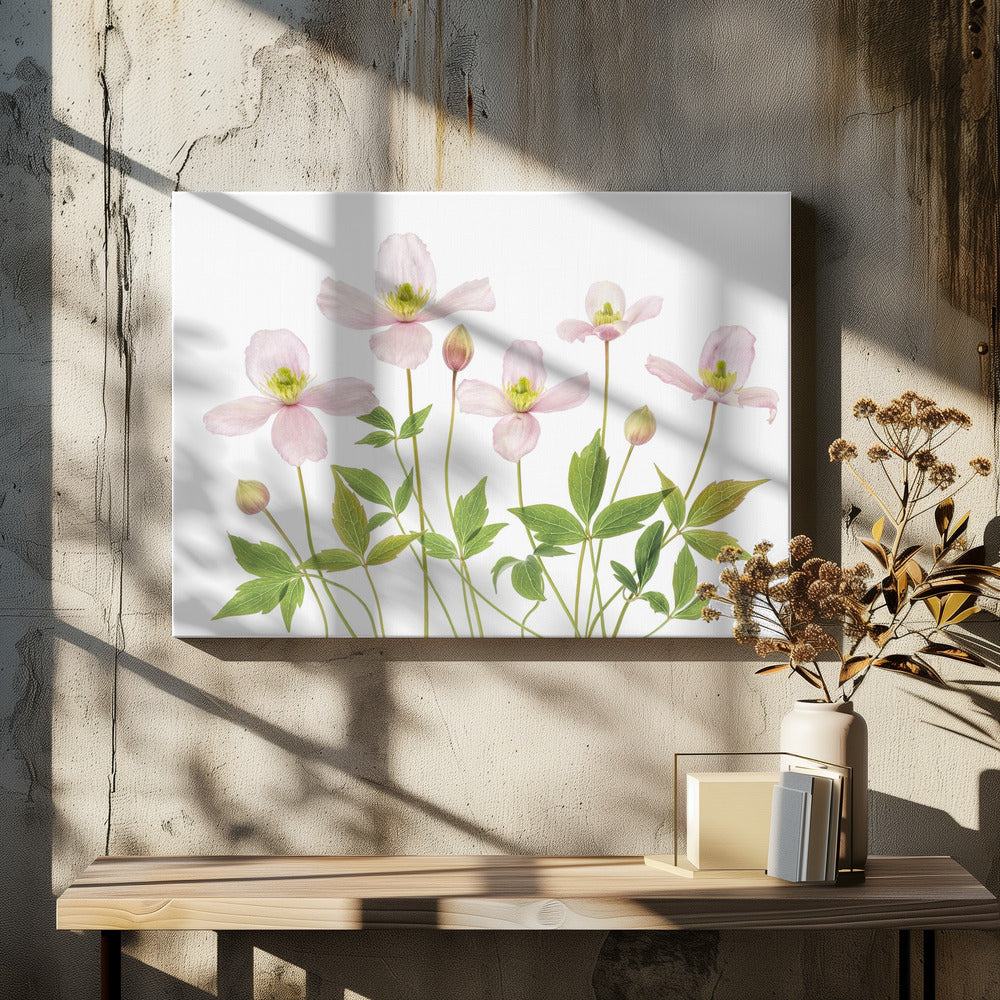 Clematis | Canvas