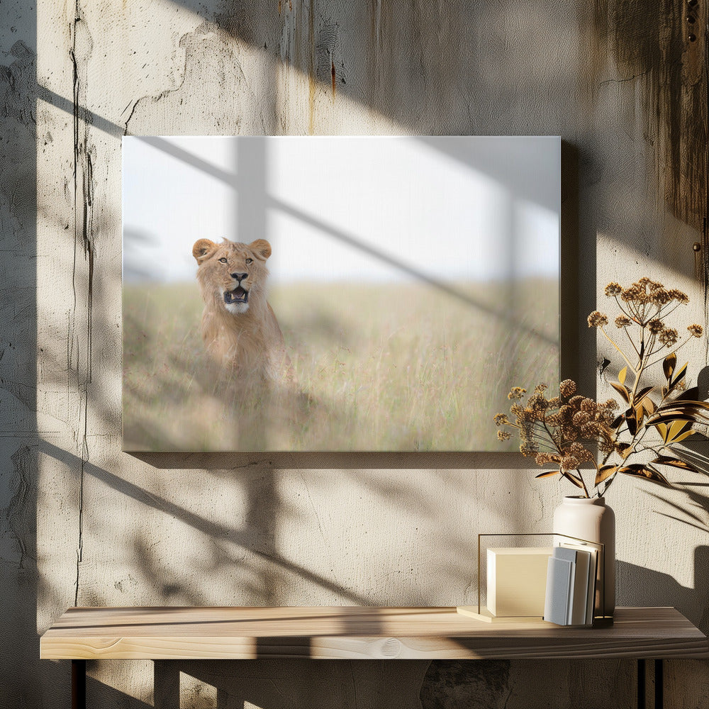 Young Lion | Canvas