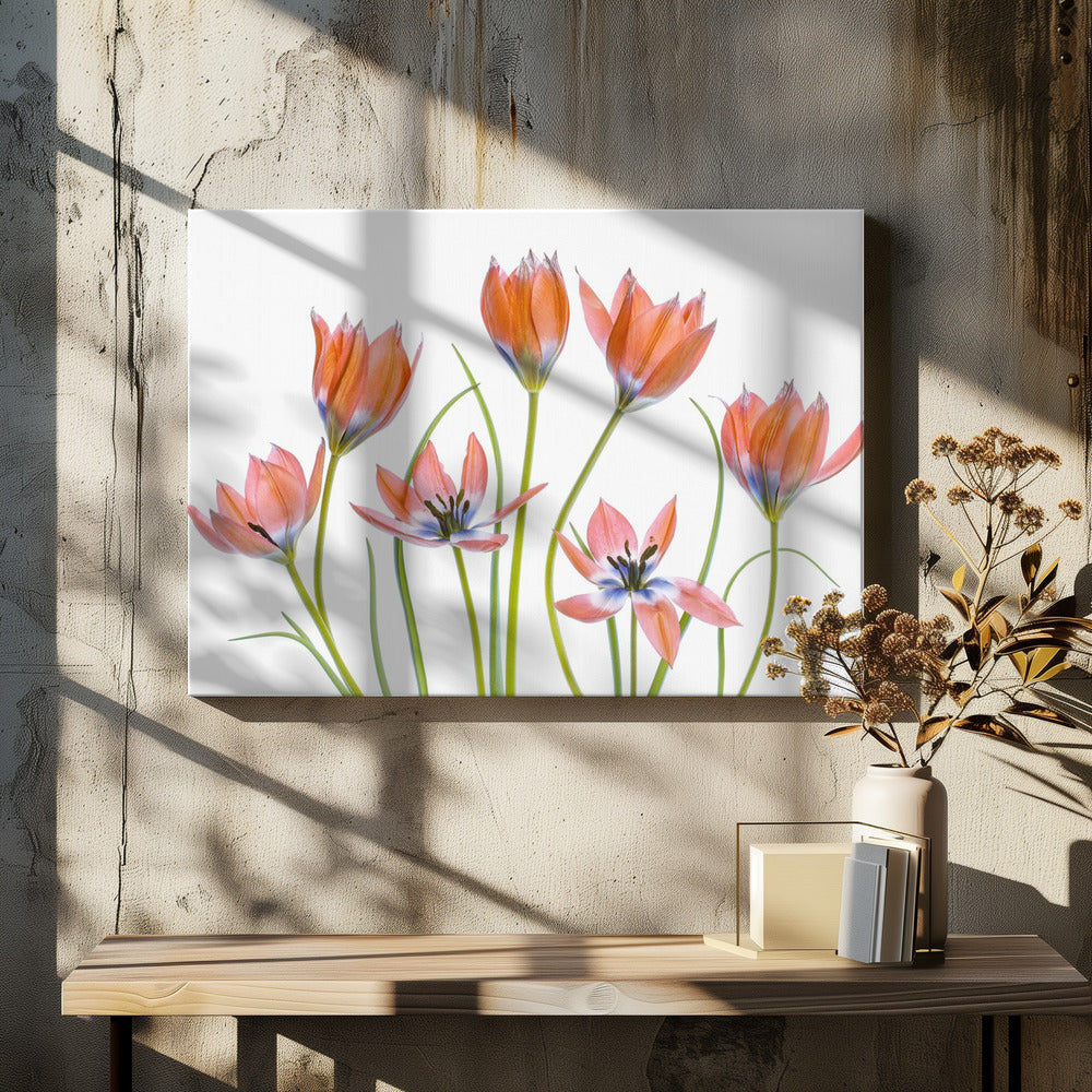 Apricot Tulips | Canvas