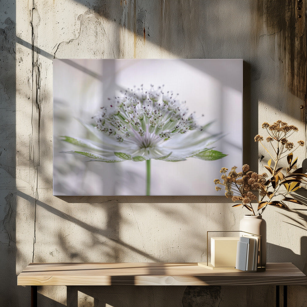Astrantia | Canvas