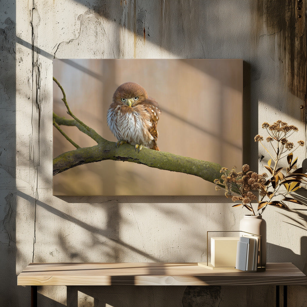 Ferruginous pygmy owl | Canvas