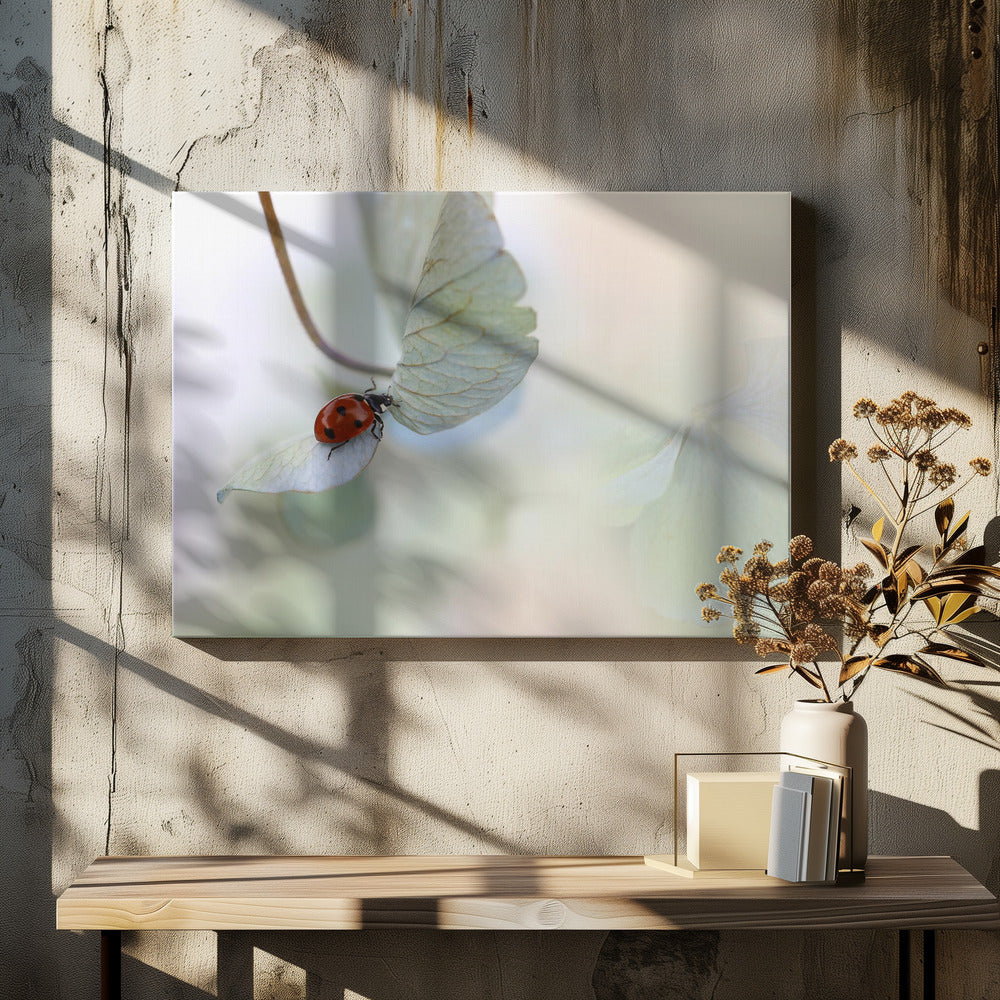 Ladybird on blue-green hydrangea | Canvas