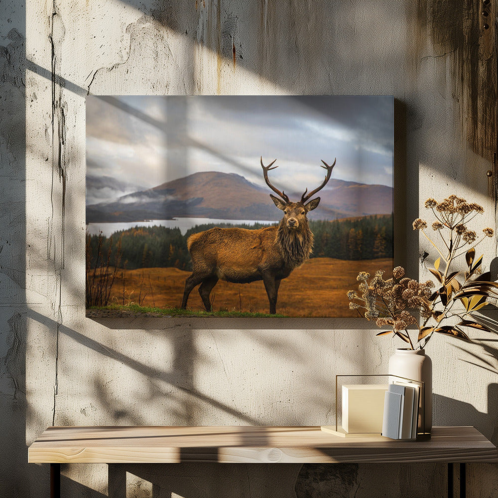 Scottish Stag | Canvas
