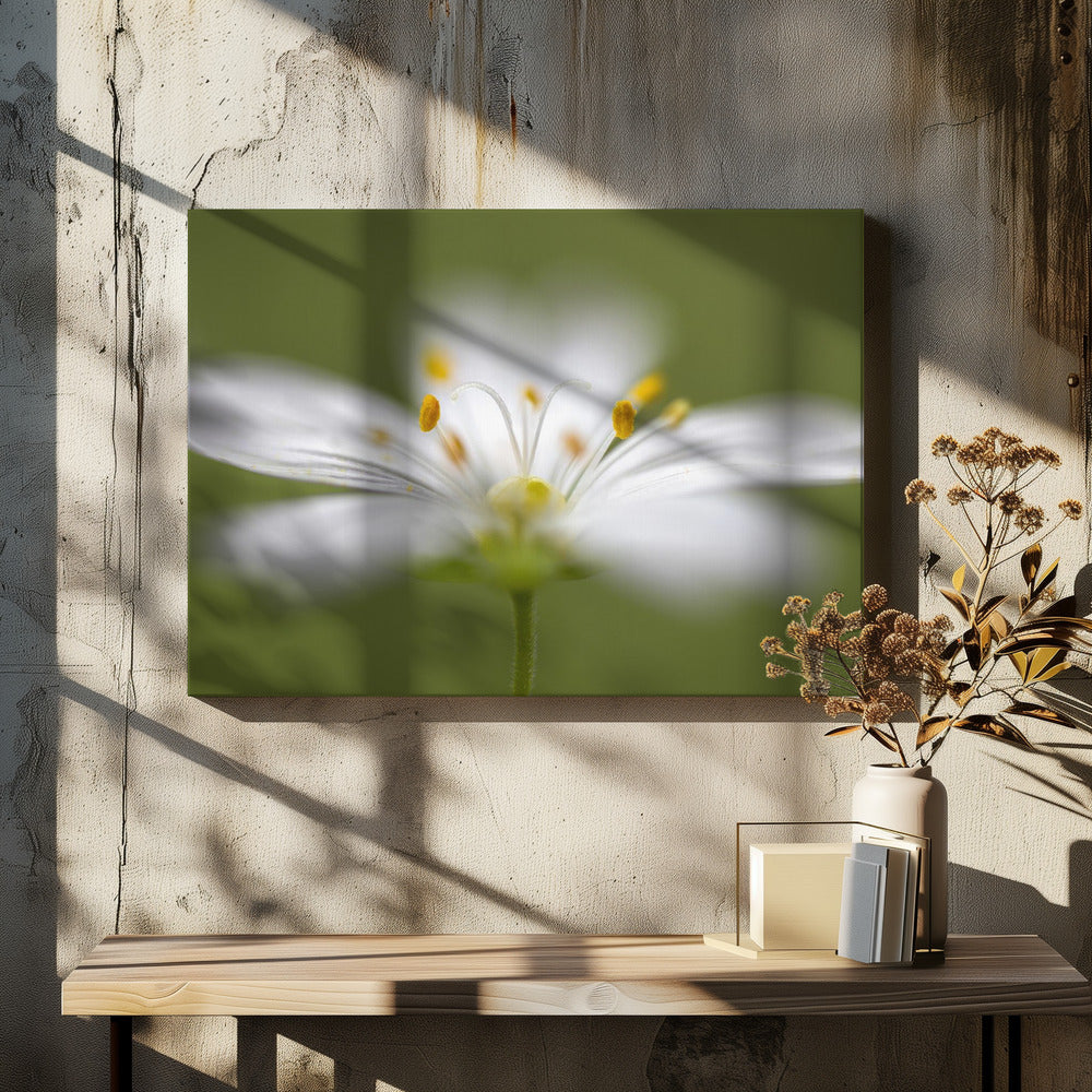 Softly Stitchwort | Canvas
