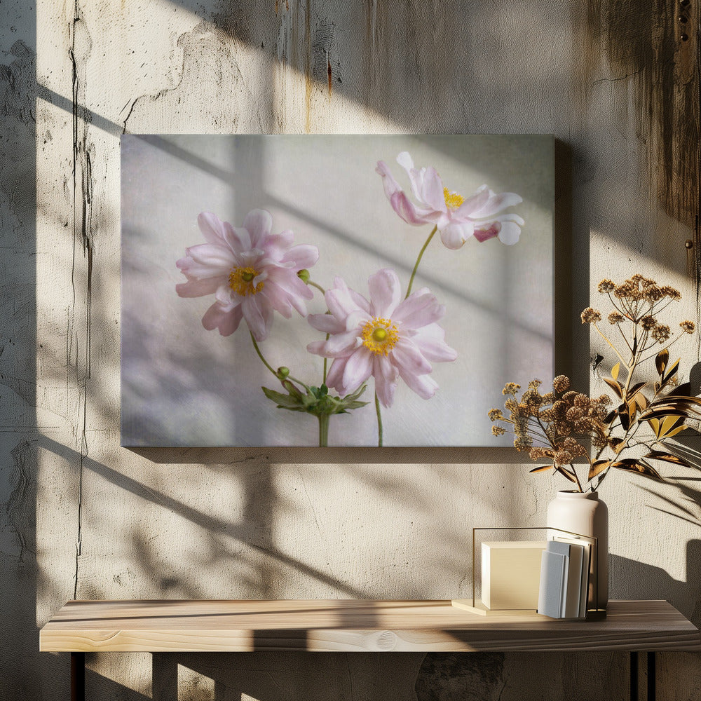 Anemones | Canvas