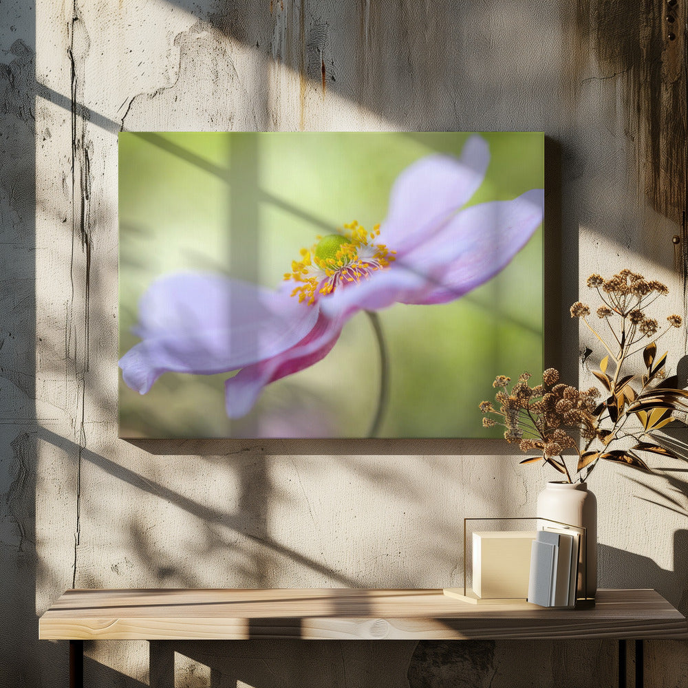Japanese Anemone | Canvas