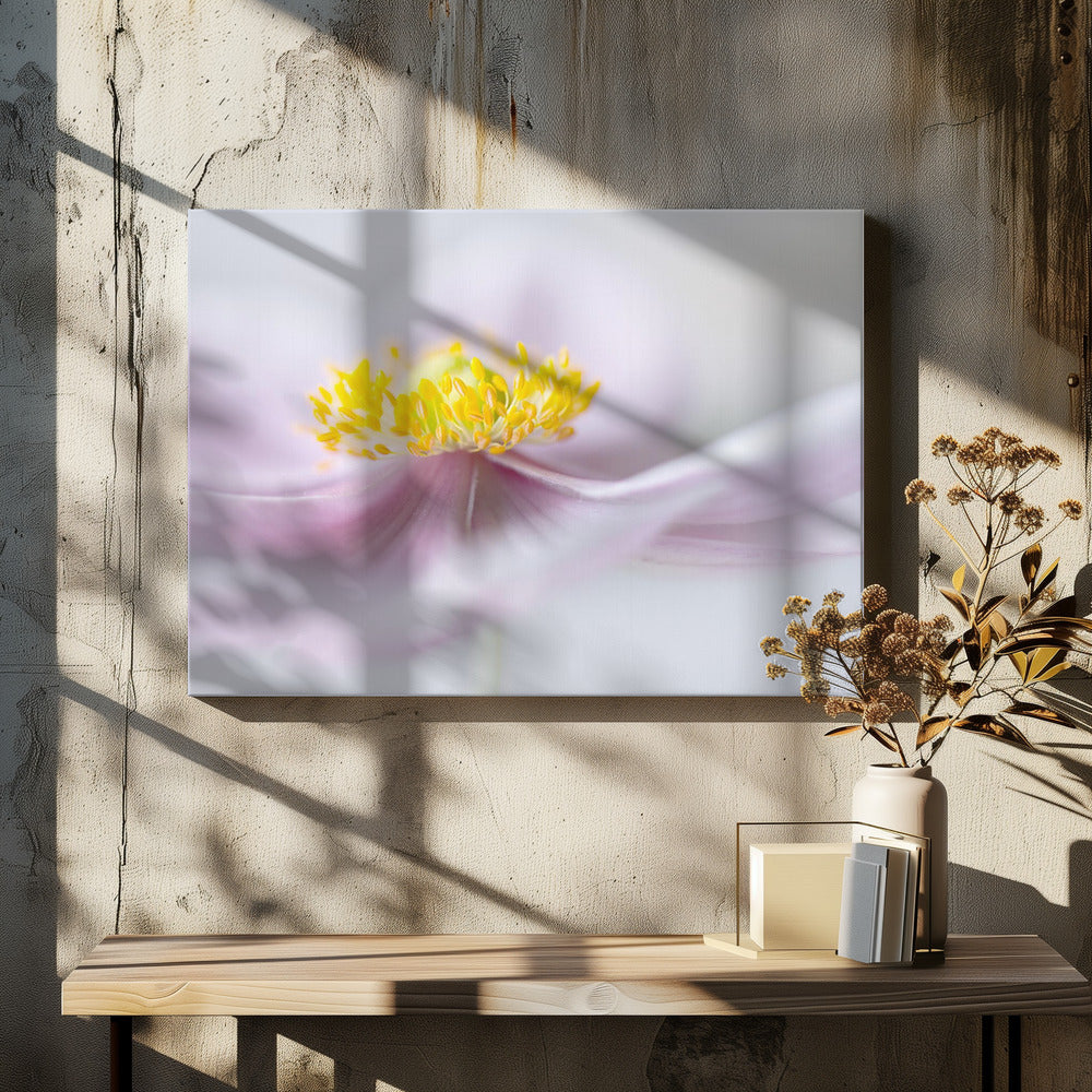 Anemone | Canvas