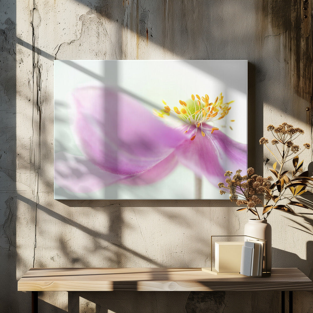 Anemone | Canvas