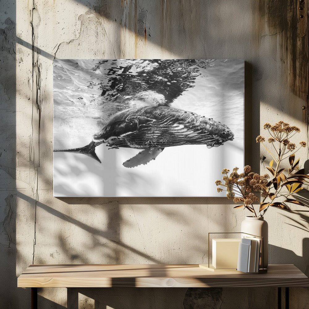 Humpback whale calf | Canvas