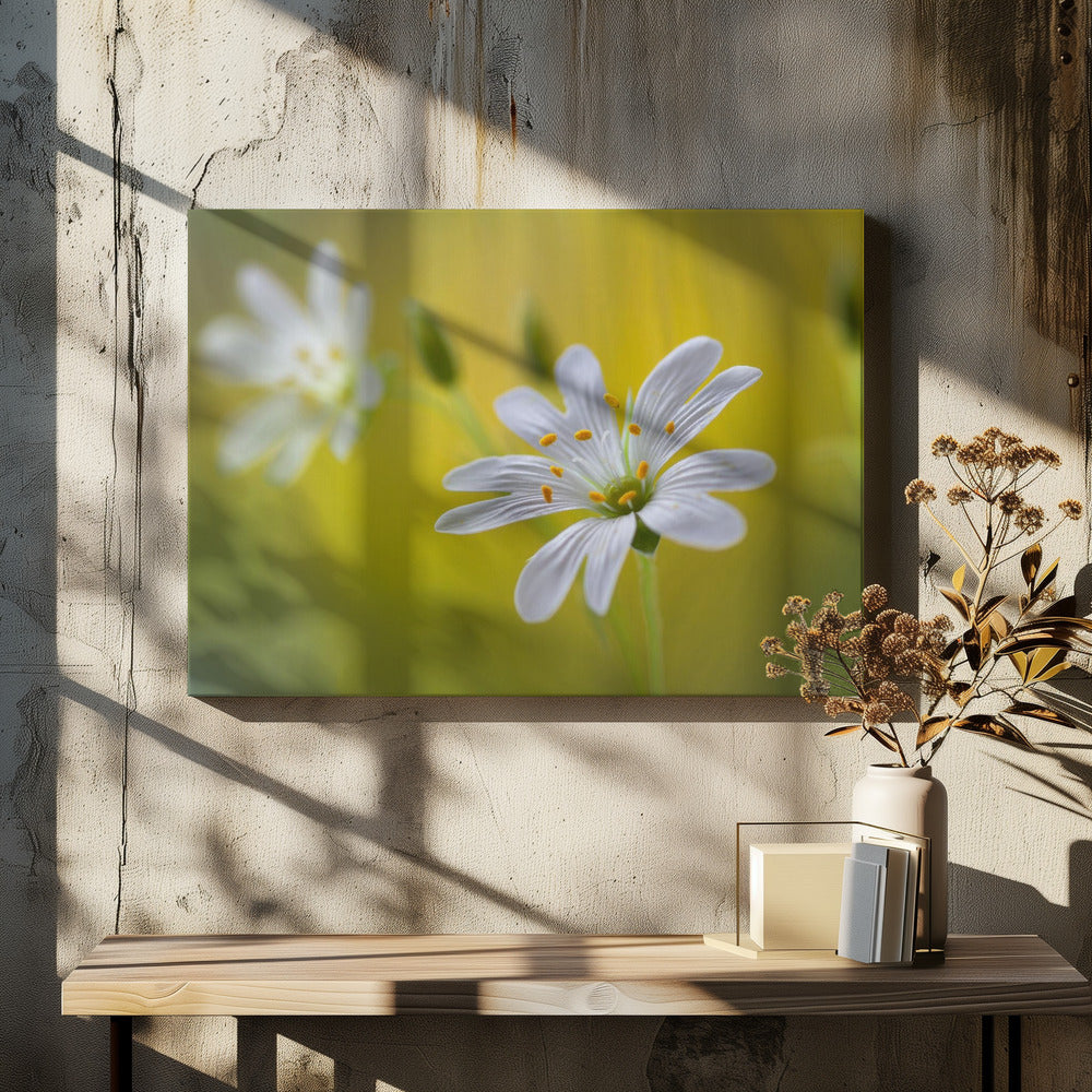 Stitchwort | Canvas