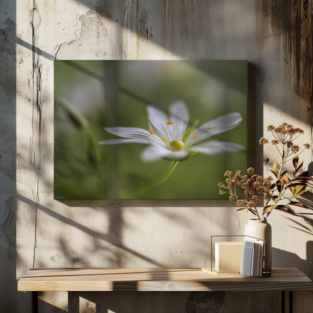 Stitchwort | Canvas