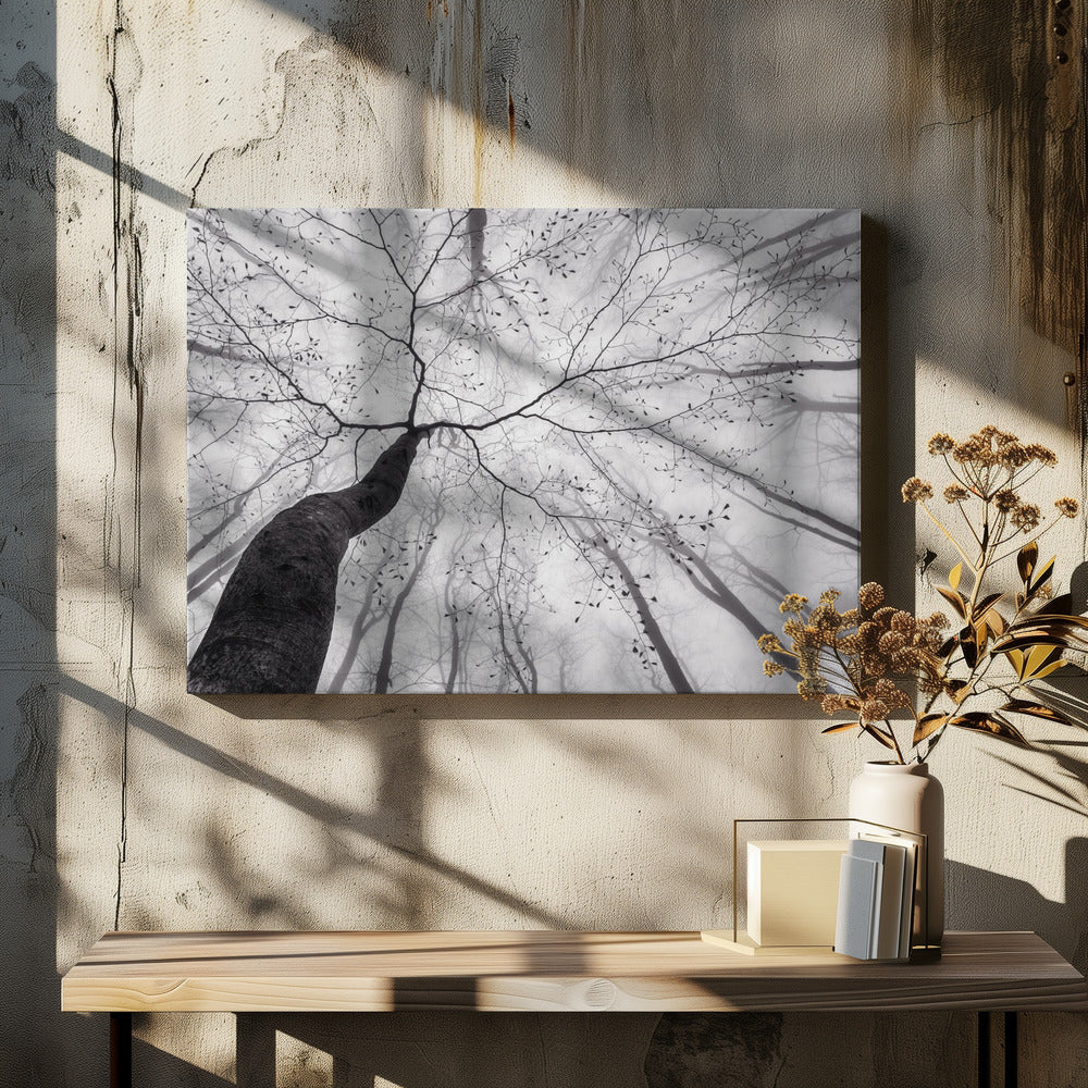 A view of the tree crown | Canvas