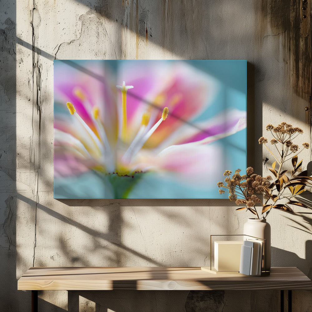 Lewisia | Canvas