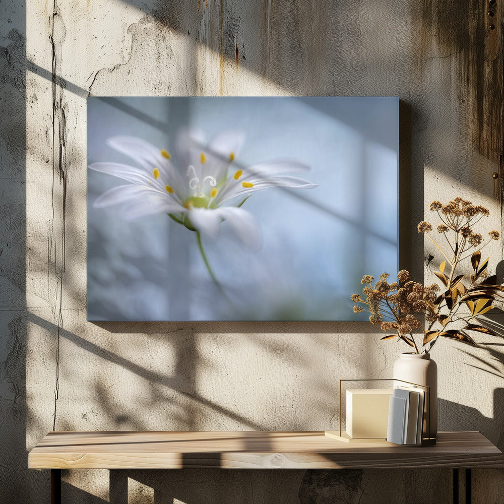 Greater Stitchwort | Canvas