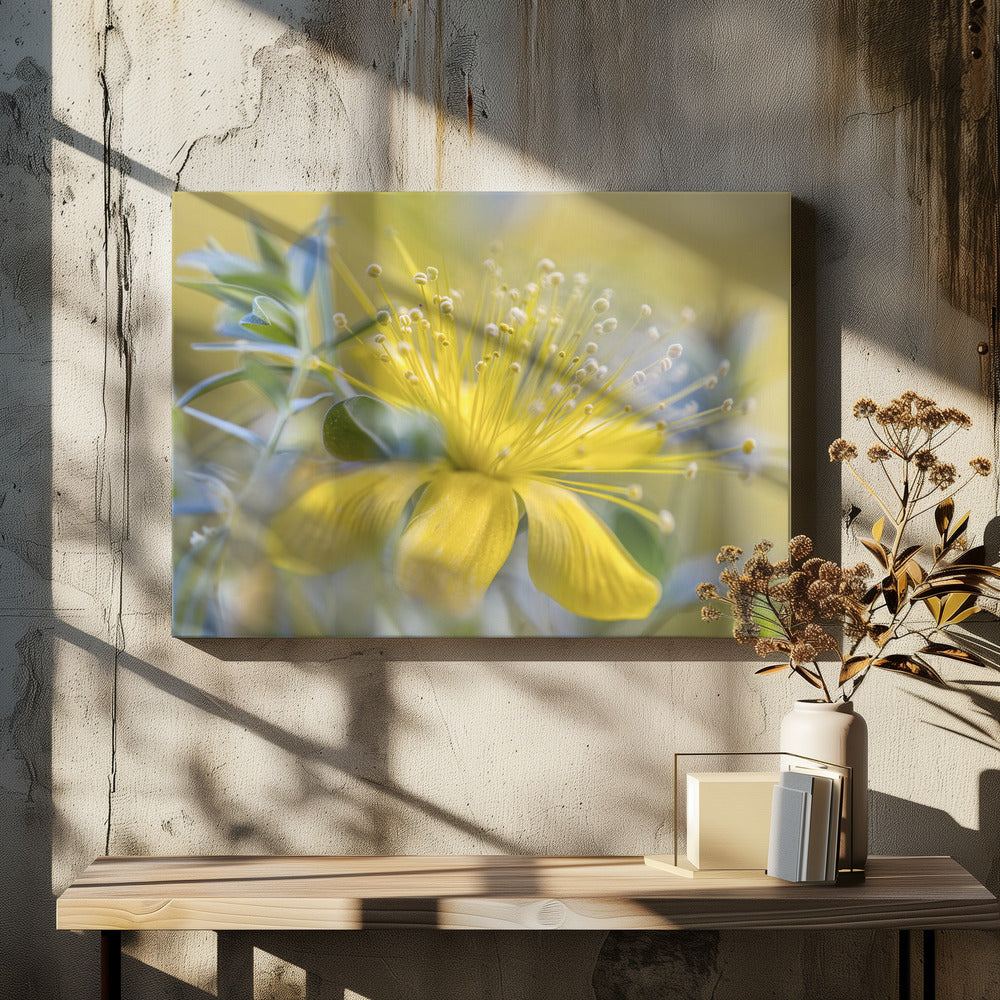 Hypericum | Canvas