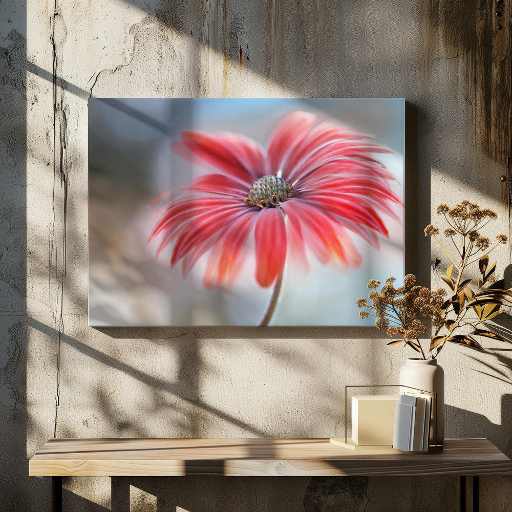 Cape Daisy* | Canvas