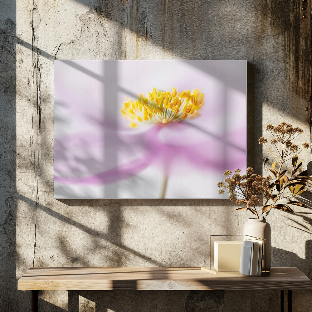 *Anemone* | Canvas