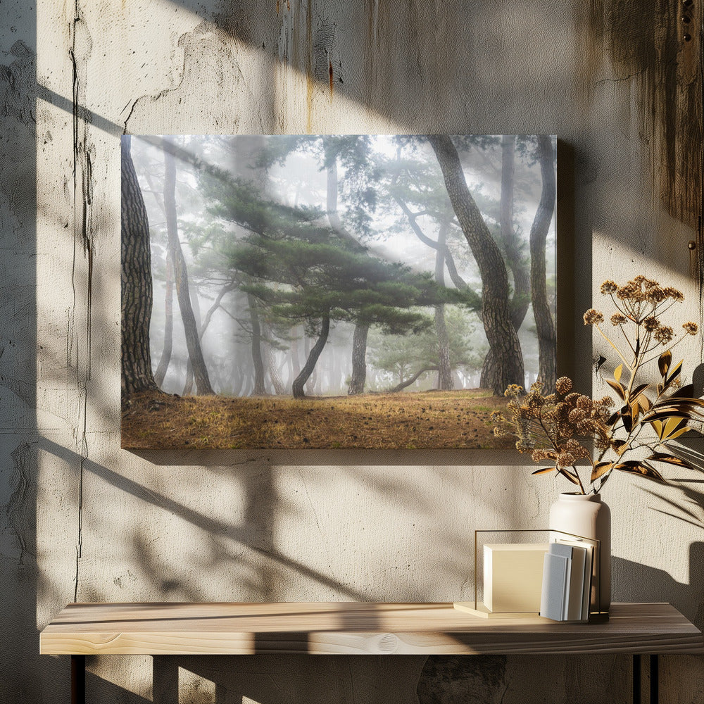 In The Misty Pine Forest | Canvas