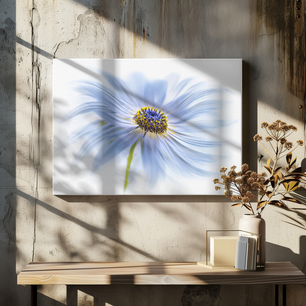 Daisy delight | Canvas