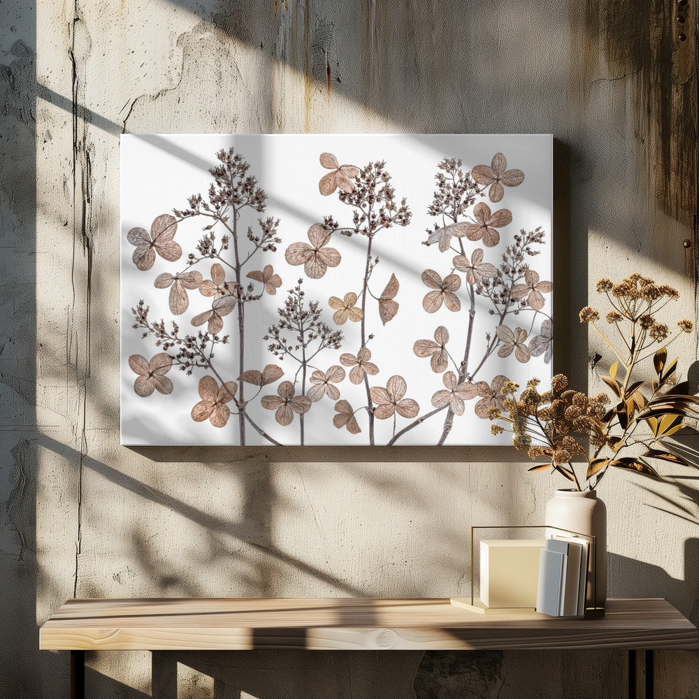 Hydrangea paniculata | Canvas