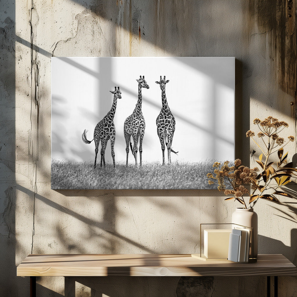Giraffes in the  Mara plains | Canvas