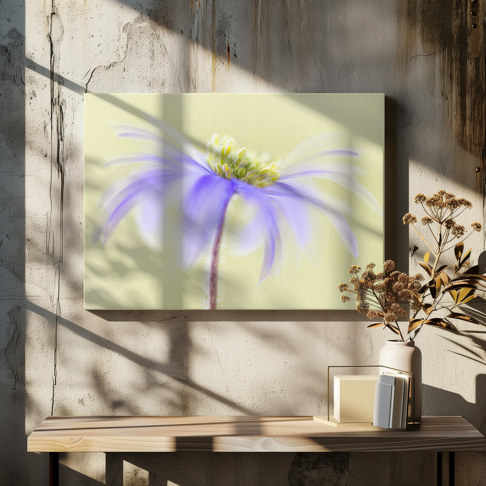 Anemone Blanda | Canvas