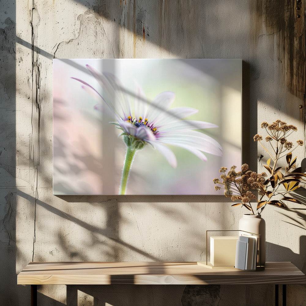 Cape Daisy | Canvas