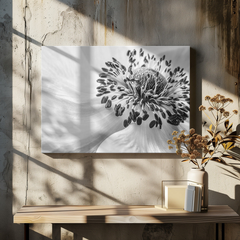 Anemone | Canvas