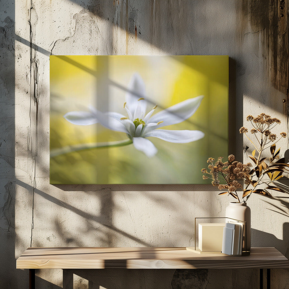 Ornithogalum | Canvas