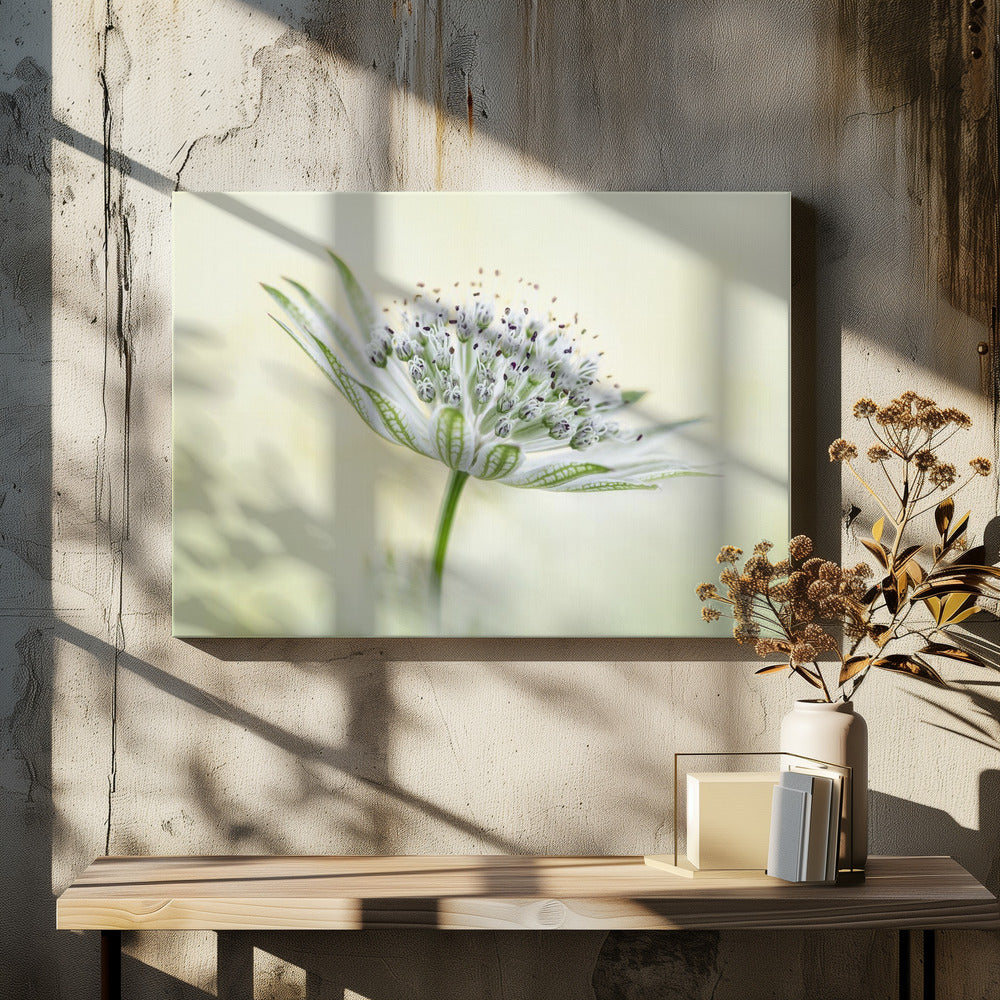 ~Astrantia~ | Canvas