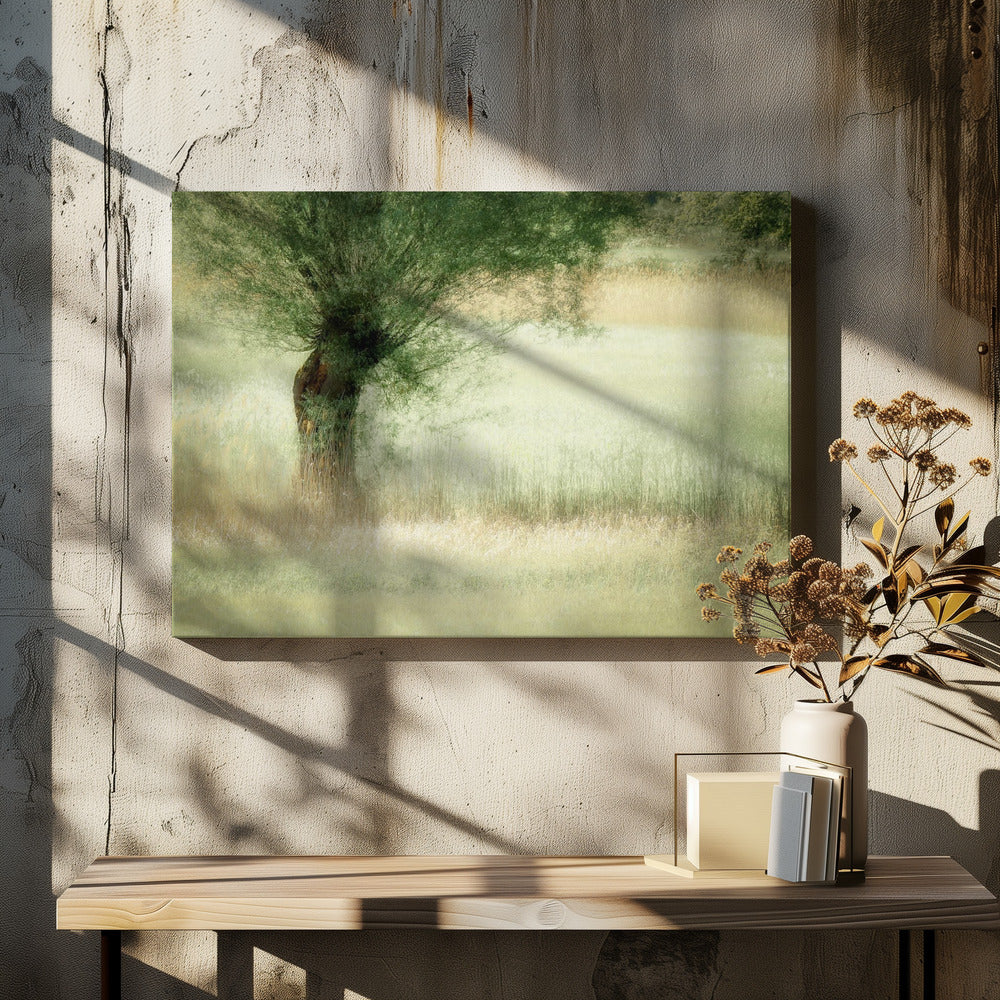 Willow | Canvas