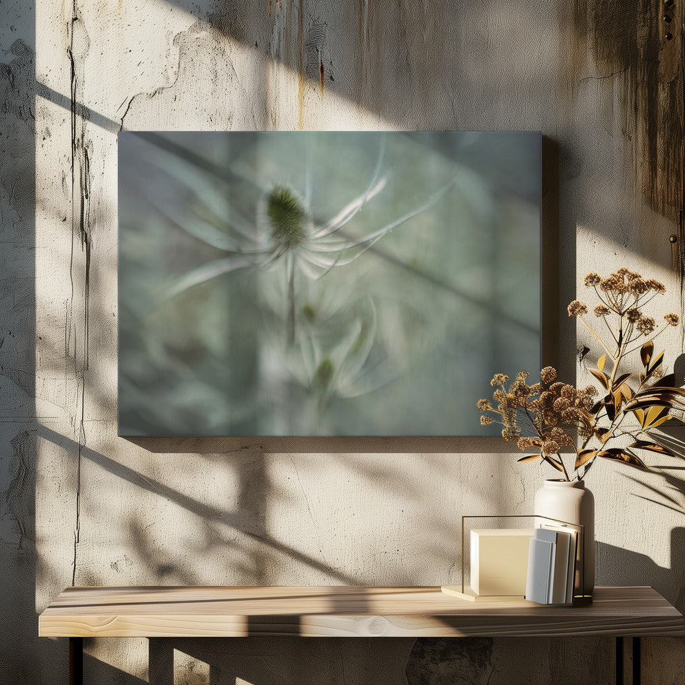Teasel | Canvas