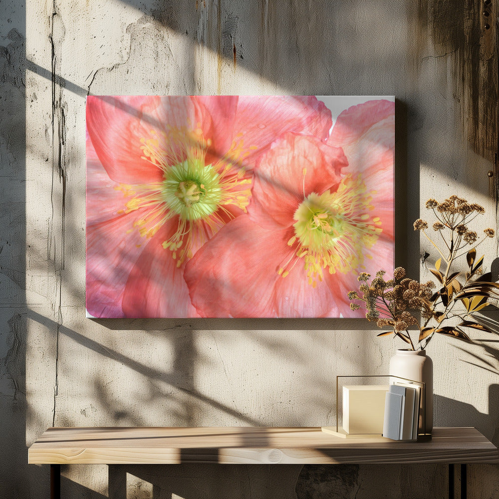 Papaver | Canvas