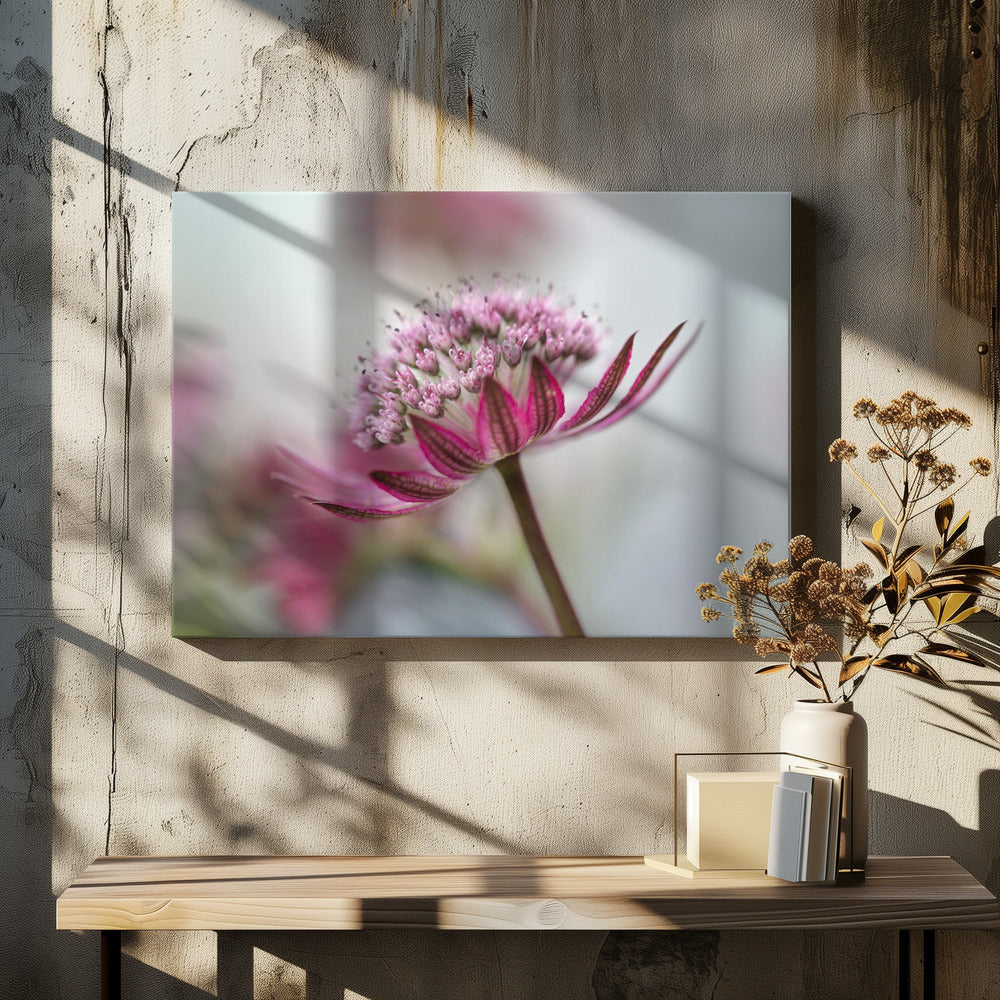 Astrantia | Canvas